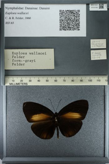 Media type: image;   Entomology 181560